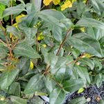 Camellia japonica 'Ace O' Hearts'