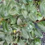 Camellia japonica 'Ace O' Hearts' TRELLIS