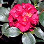 Camellia japonica 'Blood of China' TRELLIS