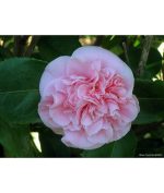Camellia japonica 'Debutante' STD - Image 2