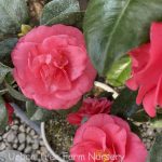 Camellia japonica 'Eleanor McCown' TRELLIS