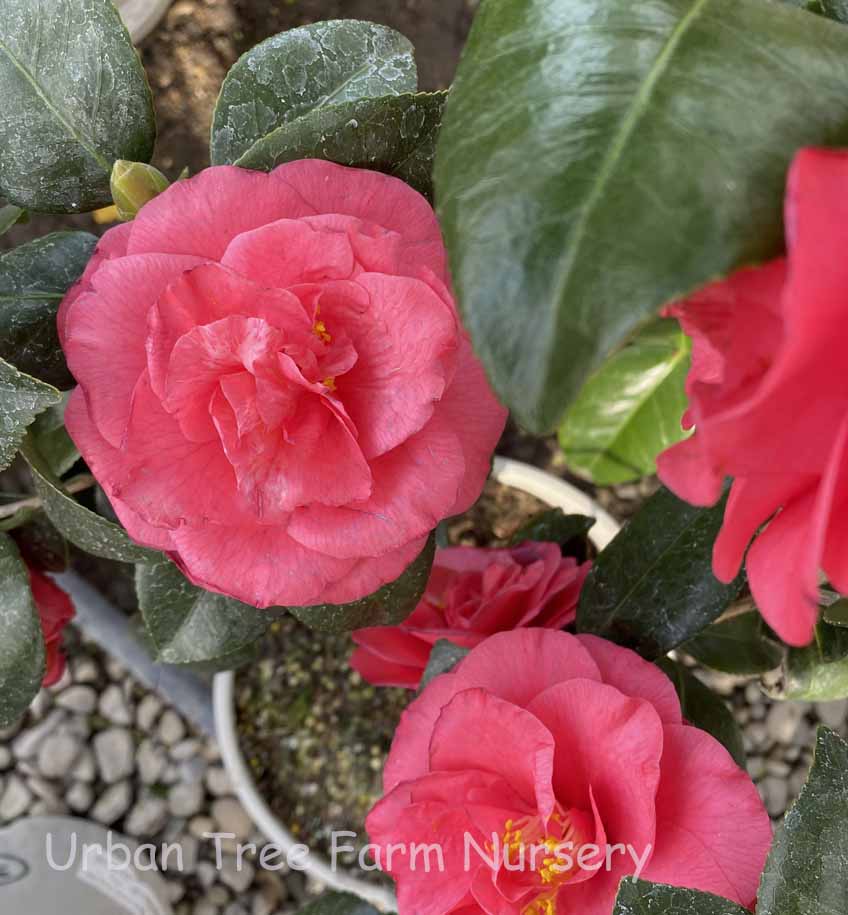 Camellia-japonica-Eleanor-McCown-TRELLIS Camellia japonica 'Eleanor McCown' TRELLIS - Image 1