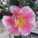 Camellia japonica 'Jordon's Pride' STD