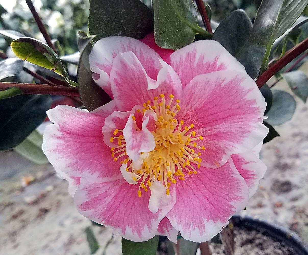 Camellia-japonica-Jordons-Pride-STD Camellia japonica 'Jordon's Pride' STD - Image 1
