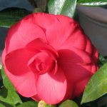 Camellia japonica 'Julia Drayton' TRELLIS