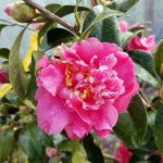 Camellia japonica 'Kumasaka' STD