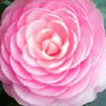 Camellia japonica 'Pink Perfection' TRELLIS