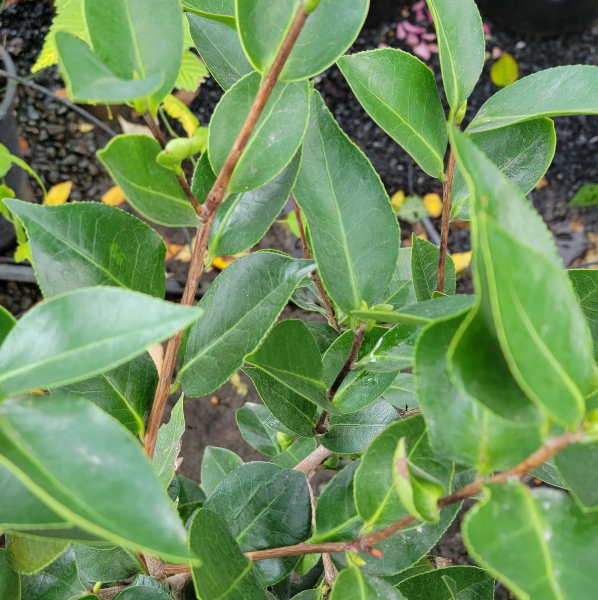 Camellia japonica Ragland Supreme