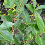 Camellia japonica 'Ragland Supreme'