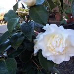 Camellia japonica 'Shiro Chan' STD