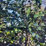 Camellia japonica 'Swan Lake'