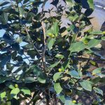 Camellia japonica 'Swan Lake' TRELLIS