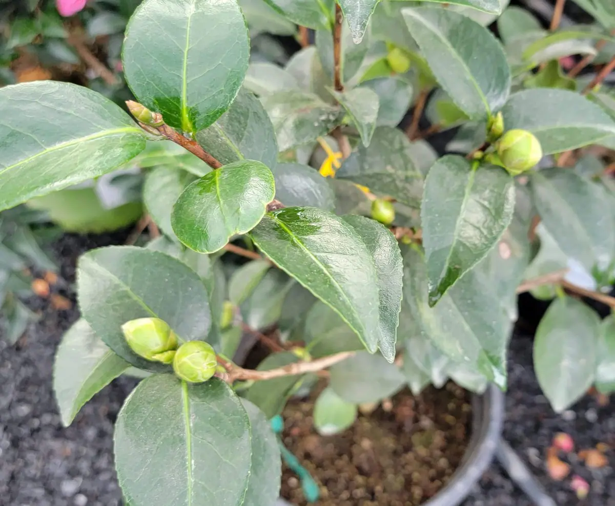 Camellia japonica 'Tom Knudsen' STD | Urban Tree Farm Nursery