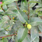 Camellia japonica 'Tom Knudsen' TRELLIS