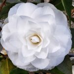Camellia japonica 'White Swan' STD