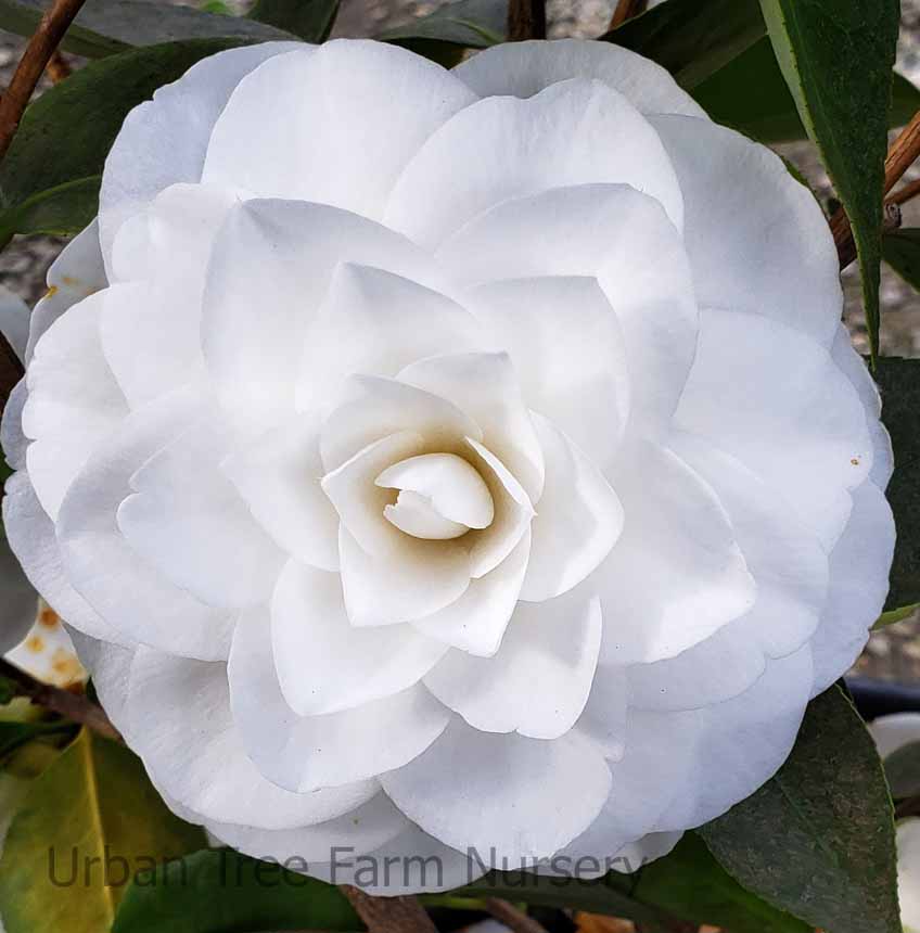 Camellia-japonica-White-Swan-STD-a Camellia japonica White Swan STD a