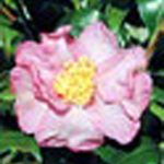 Camellia sasanqua 'Cleopatra' STD