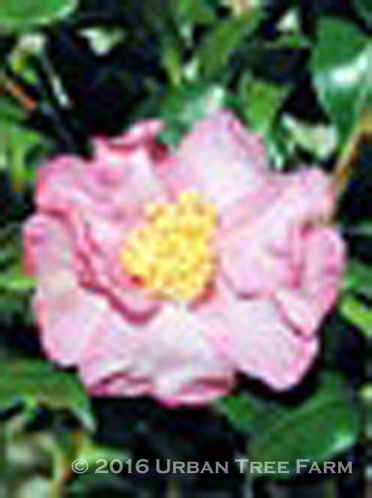 Camellia-sasanqua-Cleopatra-STD-a Camellia sasanqua 'Cleopatra' STD - Image 1