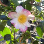 Camellia sasanqua 'Hana-Jima' TRELLIS