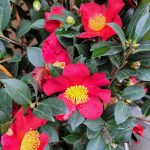 Camellia sasanqua 'Yuletide' TRELLIS
