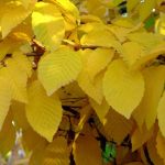 Carpinus betulus 'Fastigiata' STD