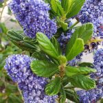 Ceanothus 'Blue Ray' STAKED