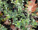 Ceanothus 'Joan Mirov'