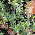 Ceanothus 'Joan Mirov'