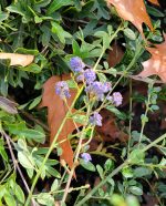 Ceanothus 'Joan Mirov' - Image 2