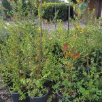 Ceanothus 'Ray Hartman' COLUMN