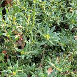 Ceanothus 'Wheeler Canyon'