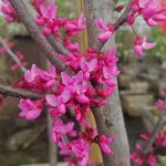Cercis canadensis 'Appalachian Red' MULTI