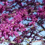 Cercis canadensis 'Oklahoma' MULTI