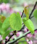 Cercis occidentalis STD - Image 3