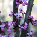 Cercis occidentalis STD