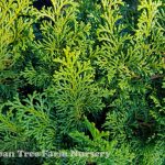 Chamaecyparis obtusa 'Kosteri' SPECIMEN