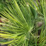 Chamaerops humilis SINGLE TRUNK