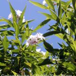 Chitalpa tashkentensis 'Morning Cloud' MULTI