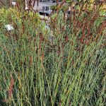 Chondropetalum elephantinum