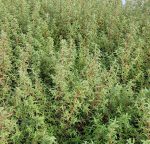 Cistus skanbergii - Image 2