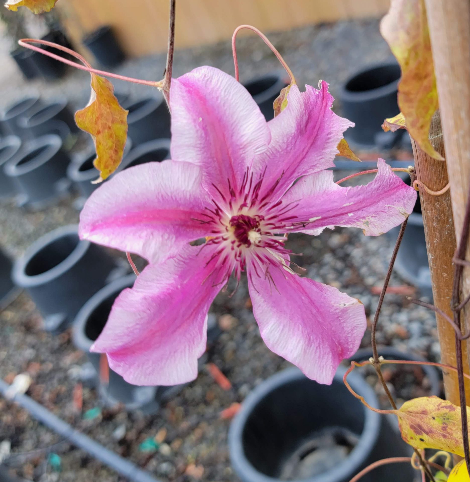 Clematis-Carnaby Clematis 'Carnaby' - Image 1