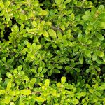 Coprosma petriei 'Verde Vista'