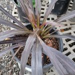 Cordyline australis 'Renegade (Tana)'