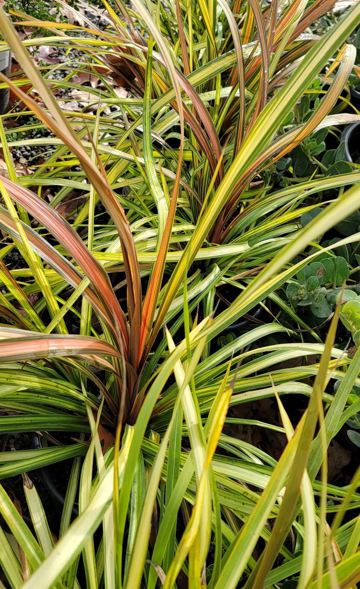 Cordyline x 'Dance Cha Cha' | Urban Tree Farm Nursery