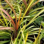 Cordyline x 'Dance Cha Cha'