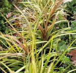 Cordyline x 'Dance Cha Cha' - Image 2