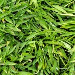 Coreopsis grandiflora 'Heliot'