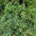 Coreopsis verticillata 'Crazy Cayenne'