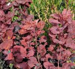 Cotinus coggygria 'Old Fashioned'