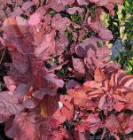 Cotinus coggygria 'Old Fashioned' - Image 2